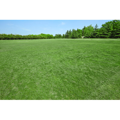 Green Grass On A Golf Field by Clark_fang - No Frame Art Prints on Canvas