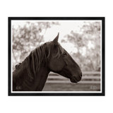 Horse Profile Print by Tim Klein