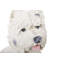 Animals Bust
