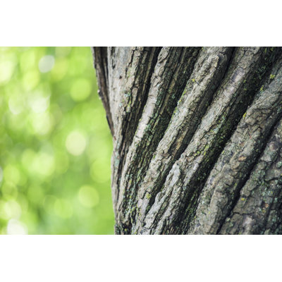 Old Willow Trunk by Aleroy4