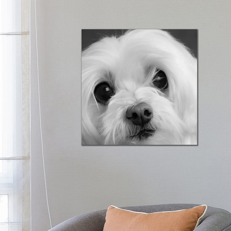 Portrait Of A Maltese Dog - Wrapped Canvas Print, 66.04 cm H x 66.04 cm W x 1.91 cm D