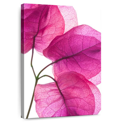 Harnek Bougainvillée