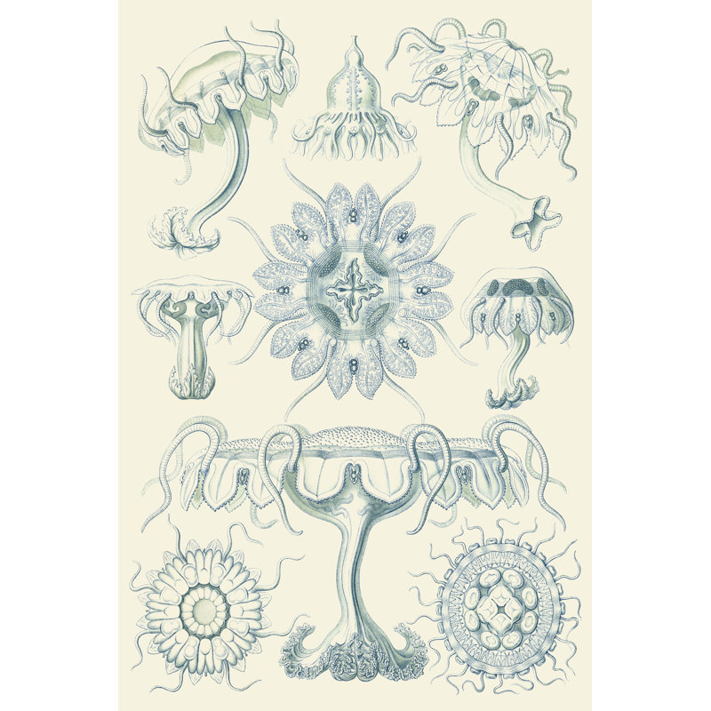 Sophisticated Sealife III by Ernst Haeckel - Wrapped Canvas Painting, 46cm H x 30cm W x 3.8cm D