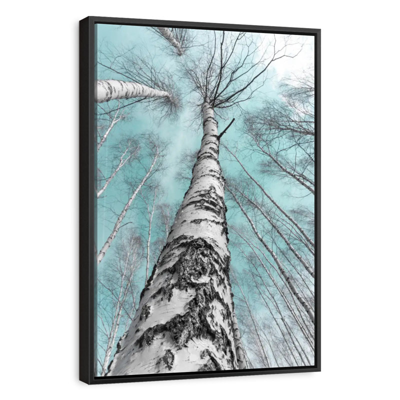 Bouleaux imposants, 29 po x 43 po, Cadre flottant noir