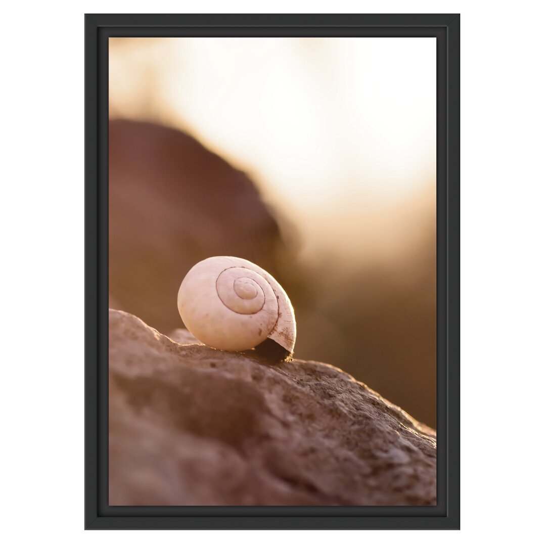 Gerahmtes Wandbild kleine Schnecke auf Stein