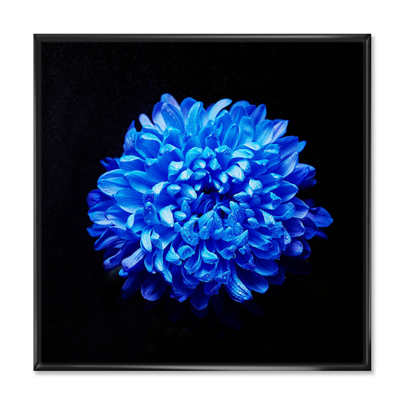 Aster bleu avec gouttes de rosée - photographie sur toile, Toile avec cadre noir, H 16 po x l 16 po x p 1 po