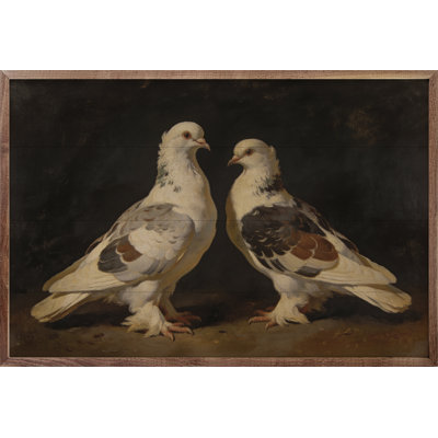 Victorian Fancy Pigeons