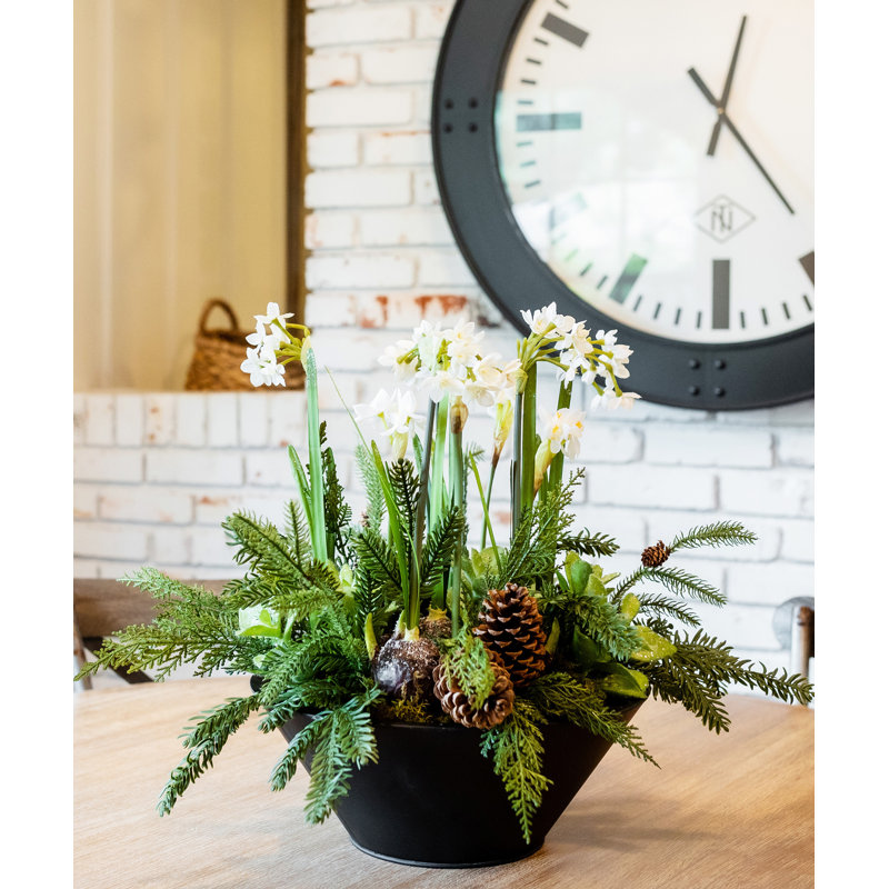 Vase Amaryllis