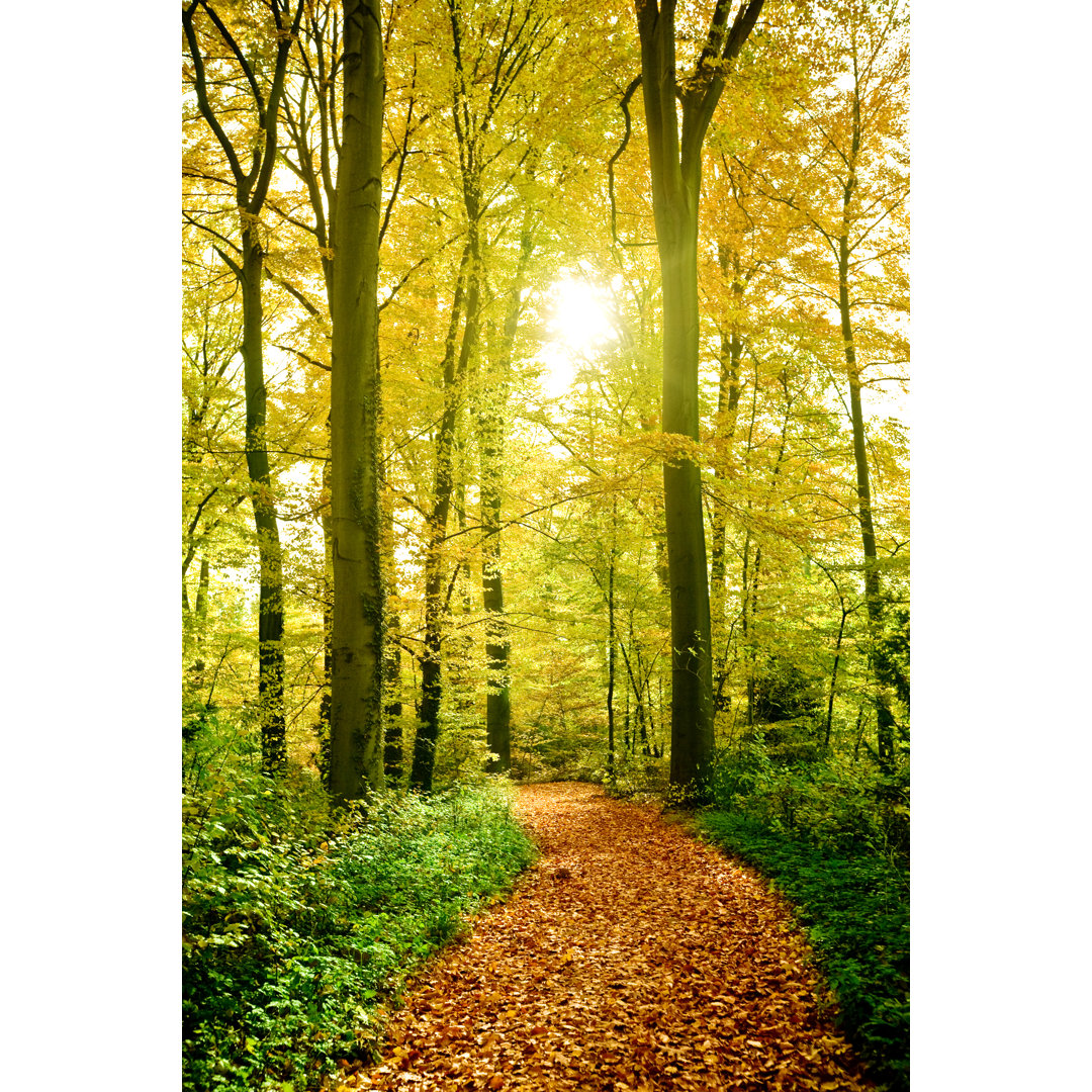 Sunny Forest Path von Nikada - Kunstdrucke auf Leinwand ohne Rahmen