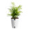Costa Farms Neanthebella Palm House Plant in 5-inch Self-Watering Pot
