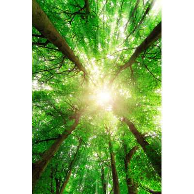 Canopy Sunburst - Wrapped Canvas Print
