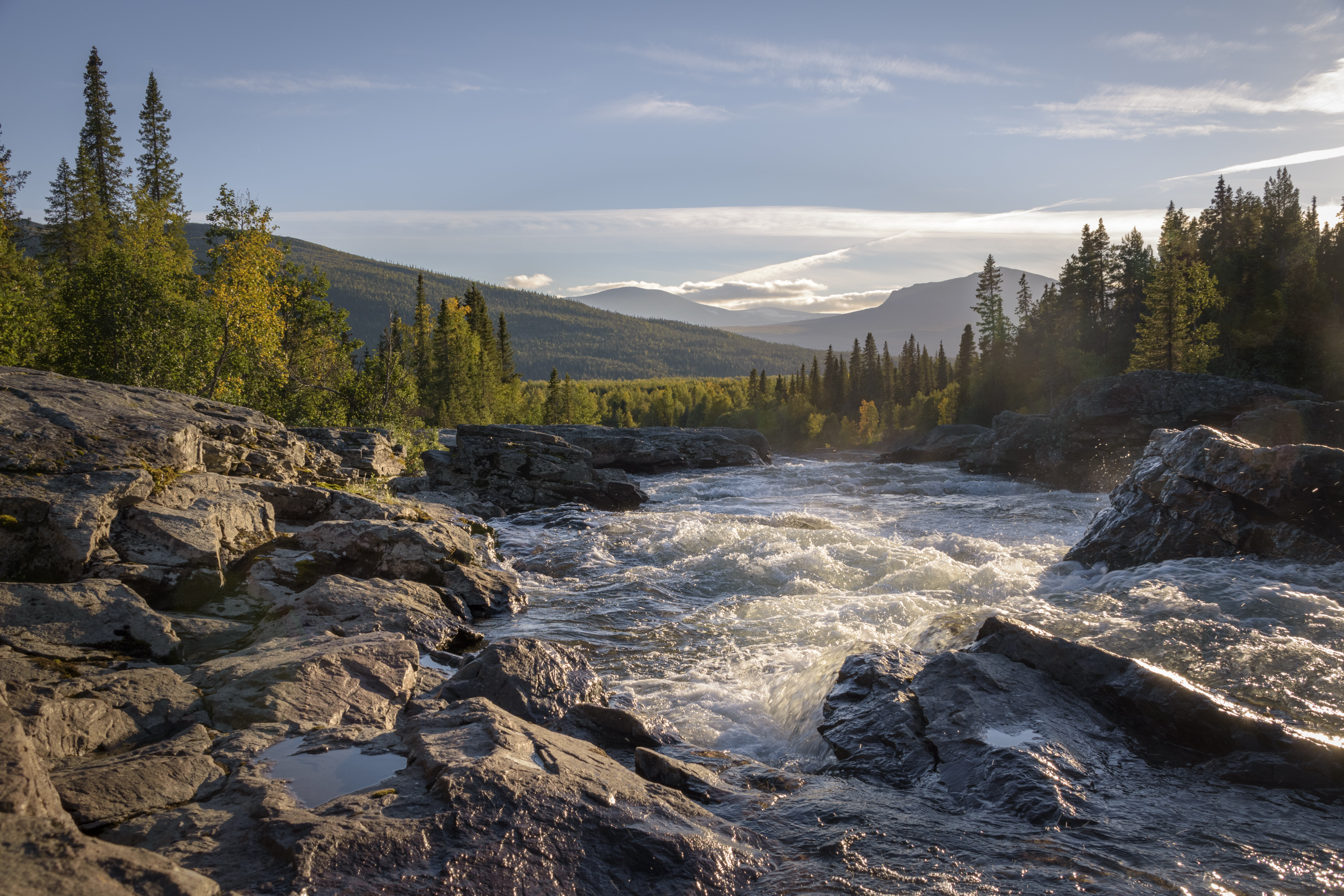 Wiled Rivers Old Millwood Pines Wild River Flowing by Woutervandenbroek - Wrapped Canvas ...
