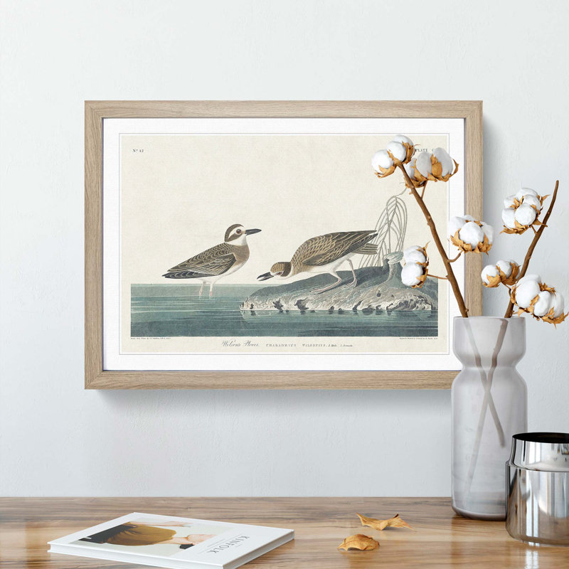 Wilsons Plover Birds by John James Audubon - Picture Frame Painting Print on MDF, Oak Framed, 36cm H x 48cm W x 2cm D