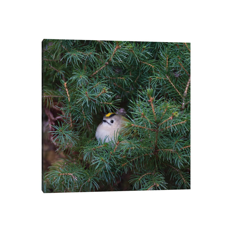 Little Bird In A Big World by Mateusz Piesiak - Floater Frame Print on Canvas, Wrapped Canvas, 45.72 cm H x 45.72 cm W