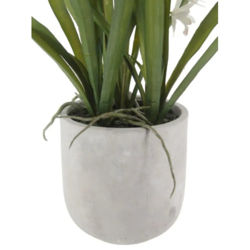 Orchidée blanche 22,5 "en pot Vanda