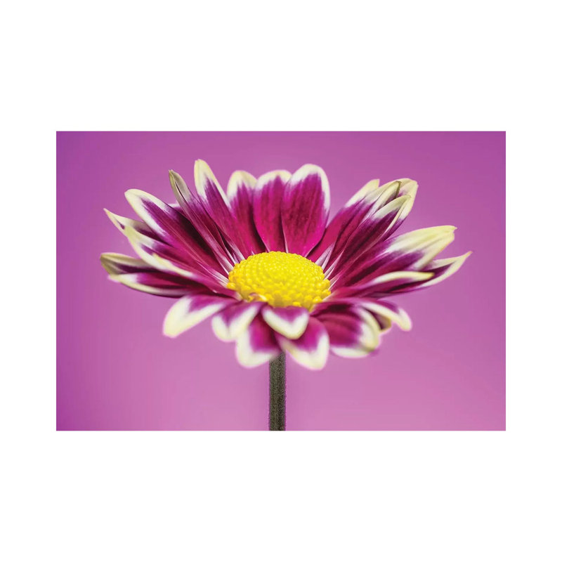 Pink Gerber Daisy - Wrapped Canvas Print, 30.48cm H x 45.72cm W x 1.905cm D