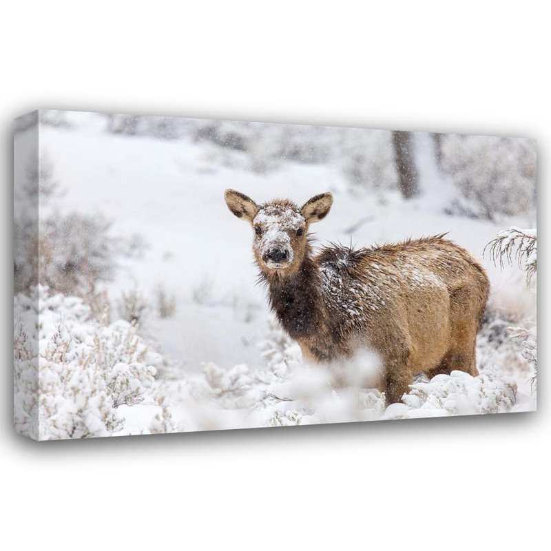 Collection de Yellowstone: élan femelle dans la neige, Mammoth Hot Springs, parc national de Yellowstone, H 28 po x l 40 po