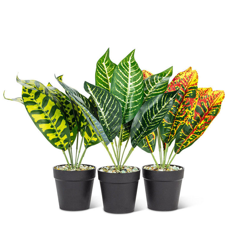 Plante à feuilles moyennes
