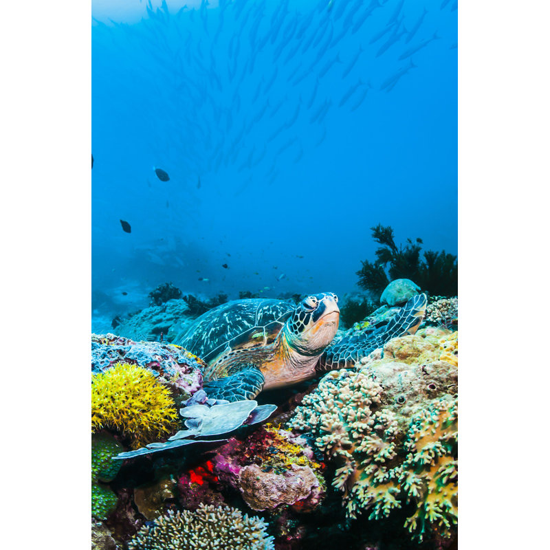 Tortue de mer par Zeamonkey - photographie sur toile tendue, H 48 po x l 32 po
