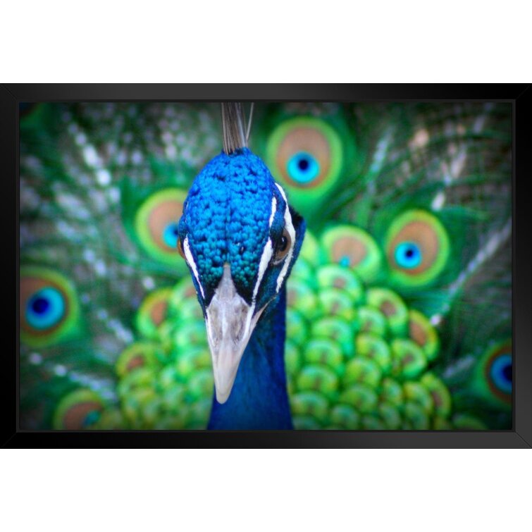 Single Male Peacock tail Feather against colorful Our beautiful pictures  are available as Framed Prints, Photos, Wall Art and Photo Gifts
