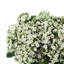 Budding Hydrangeas in Ceramic Vase