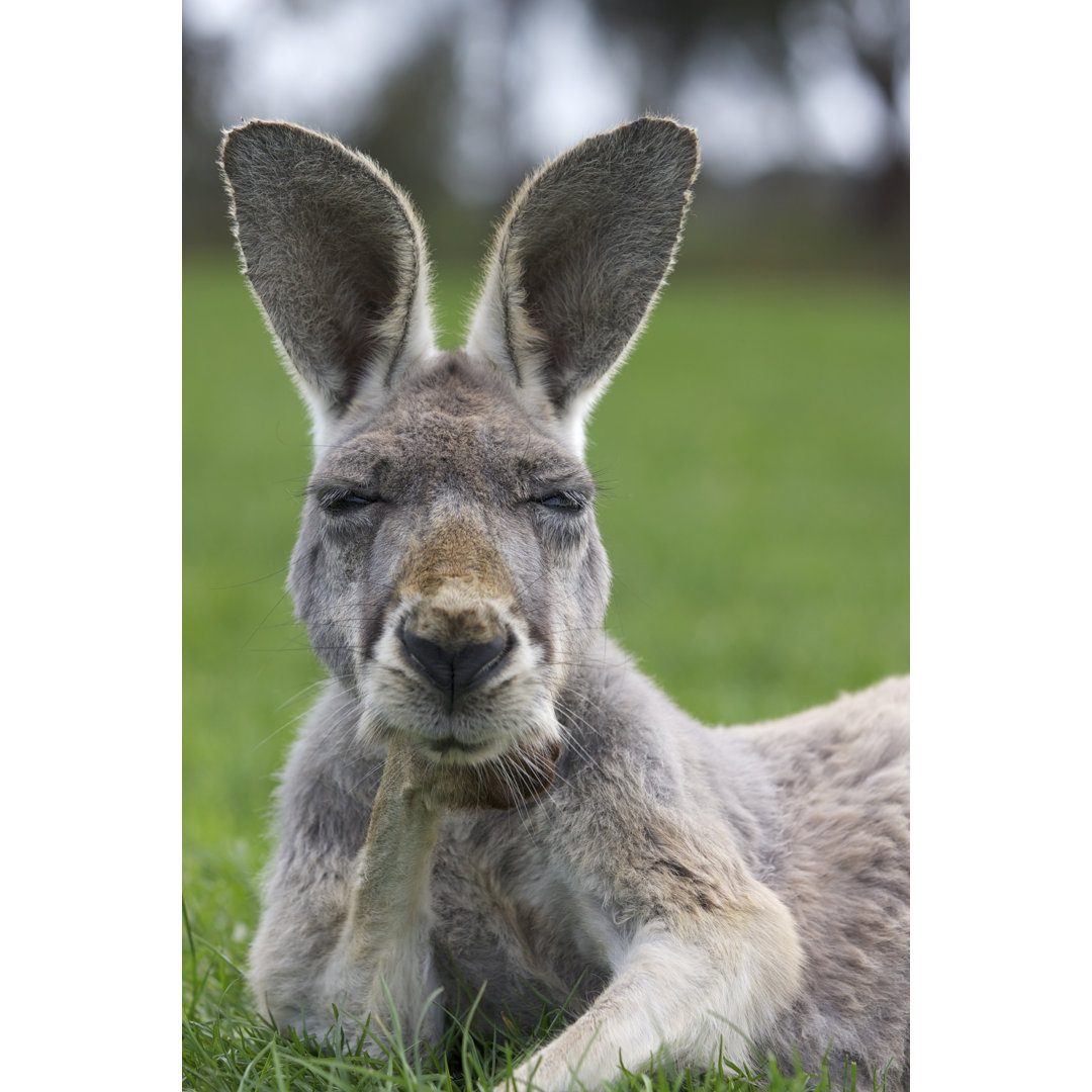 Denkendes Känguru von MoMorad - Fotodruck