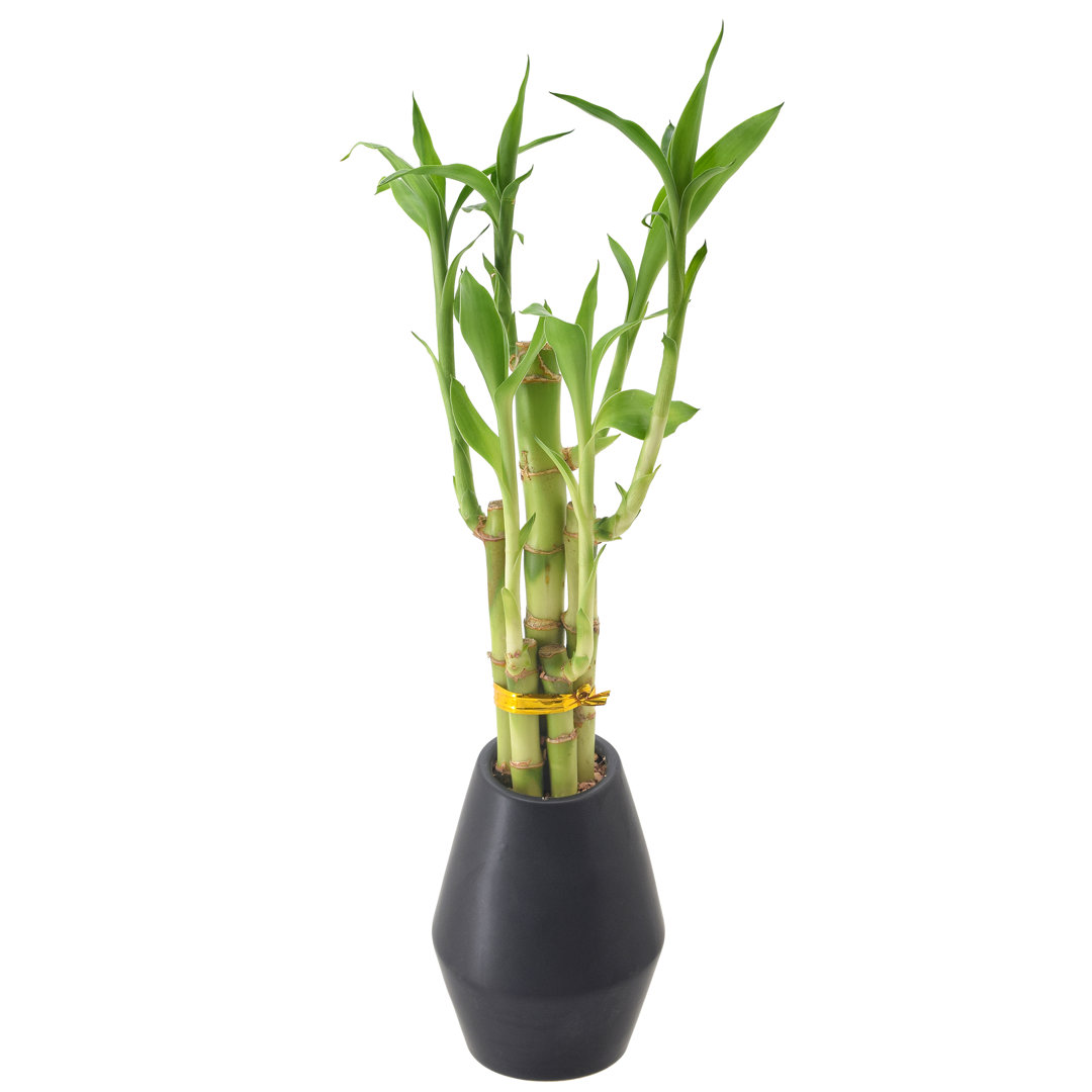 Arcadia Garden Products Live Bamboo Plant in Ceramic Pot Arcadia Garden Products 