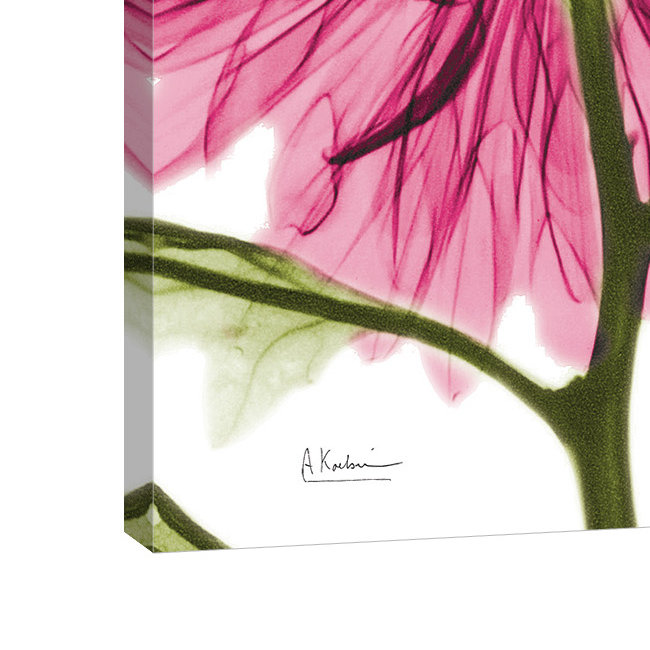 Pink Chrysanthemum Dream - Wrapped Canvas Print, 30 cm H x 30 cm W