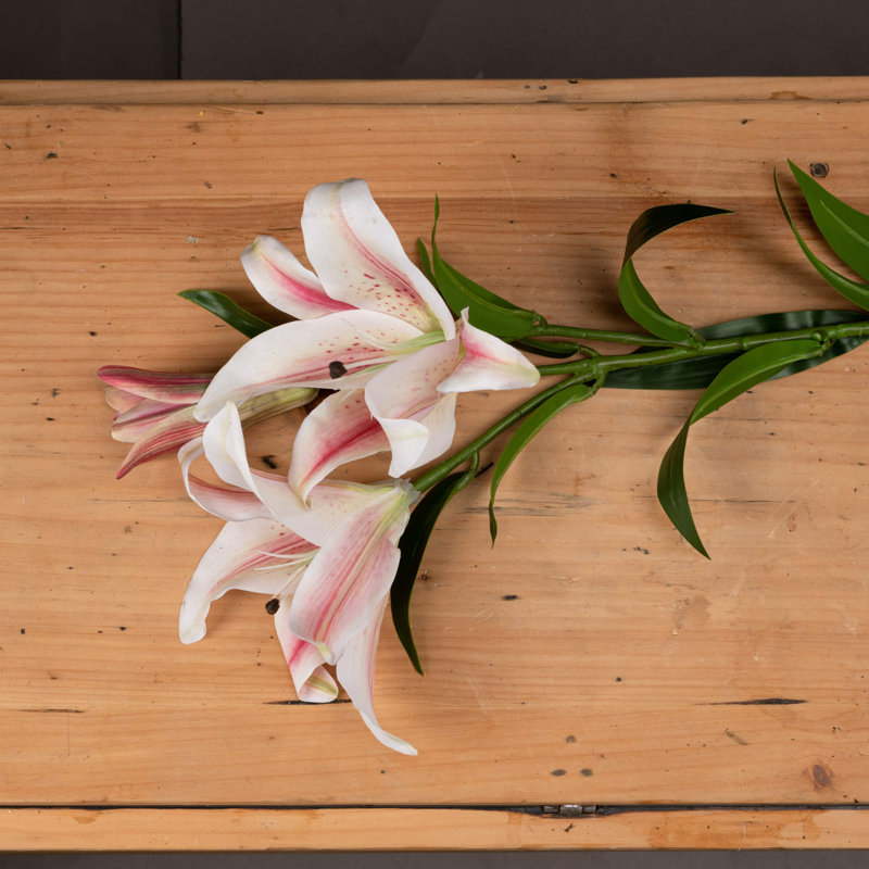 Anastasija Arrangement