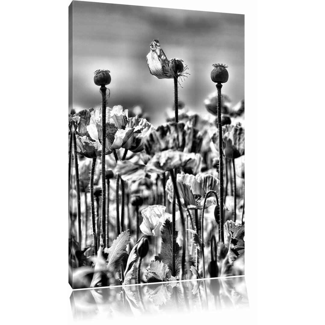 Leinwandbild Blumenwiese Mohnblumen in Monochrom