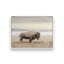 «Morning Sunrise Bison» par Amber Sterling, reproduction d'art-2113065732-2113065784-2113065788