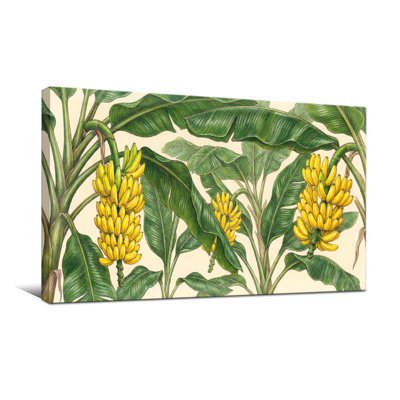Plantes et fleurs Bananier Feuilles tropicales Fruit
