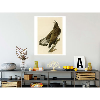White-Headed Eagle by   John James Audubon - Giclee Print