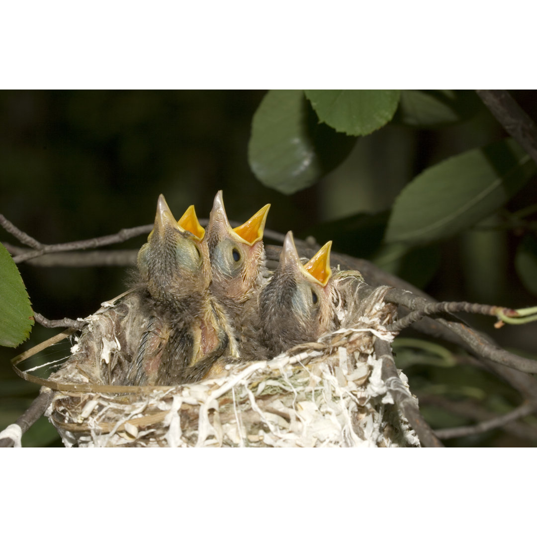 Leinwandbild Just Hatched Red-Eyed Vireos von Ronnie Wilson