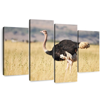 Wildlife Ostrich