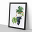 Brachetto Grapes by Giorgio Gallesio - Picture Frame Painting Print-55512802-55512803