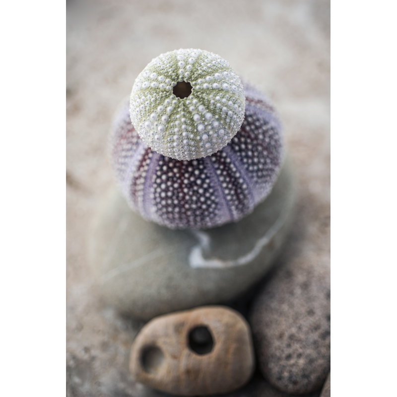 Gifts of the Shore VIII by Elena Ray - Photograph, 122cm H x 81cm W, Black Floater Framed