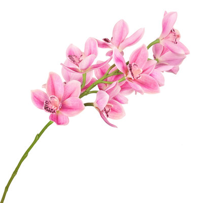 Tige d'orchidée Cymbidium