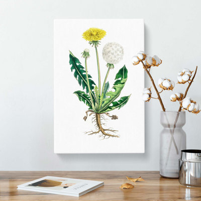 Dandelion Flowers Illustration by Pierre-Joseph Redoute - Wrapped Canvas