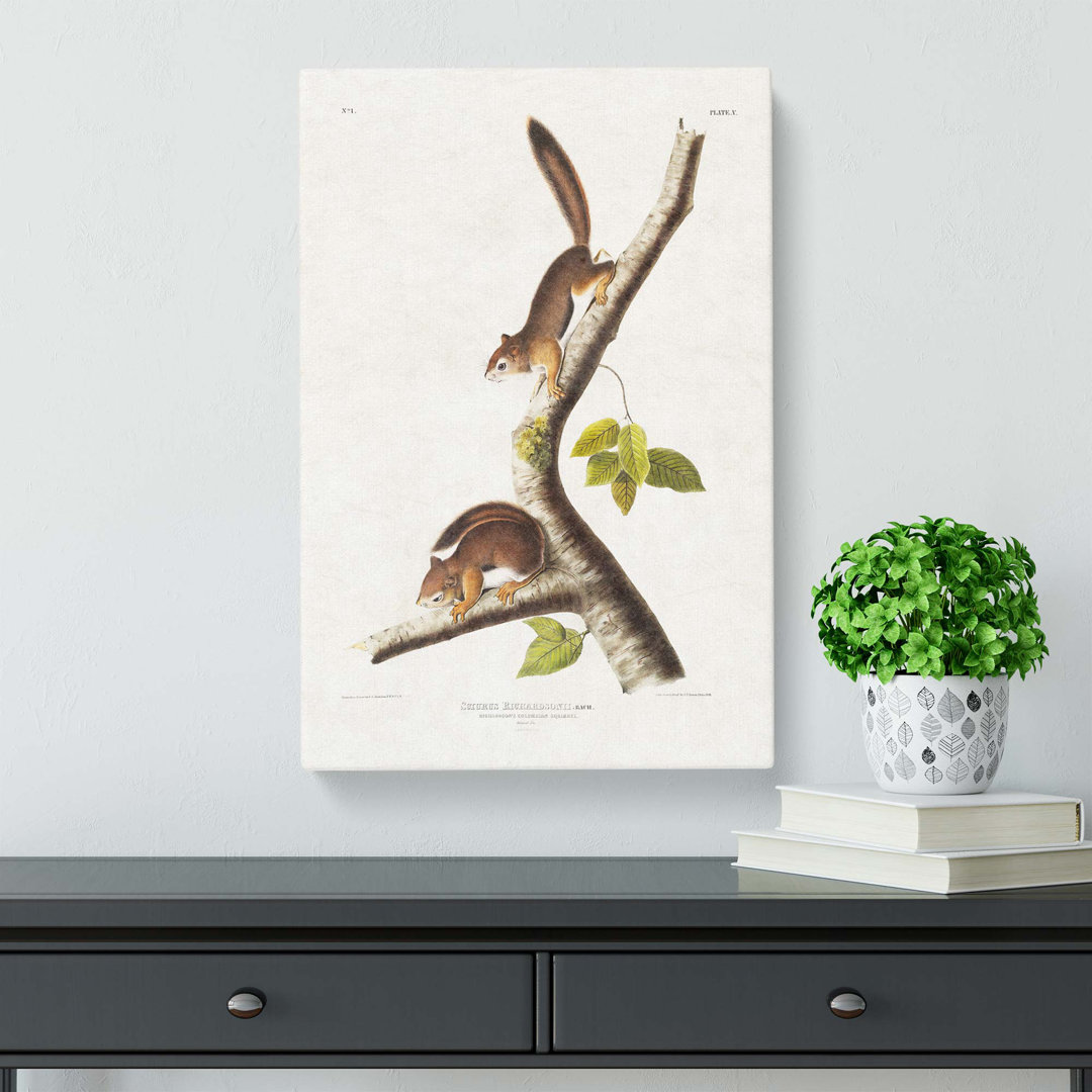 Columbian Squirrels by J.W. Audubon - Wrapped Canvas