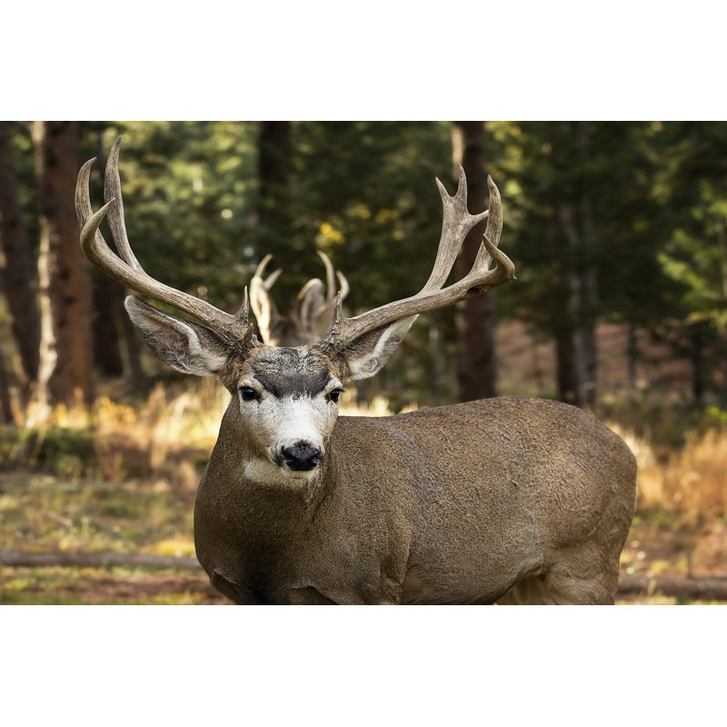Deer Watch I - Wrapped Canvas Print, 30cm H x 46cm W