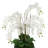 Orchid Centerpiece in Ceramic Pot-110136785