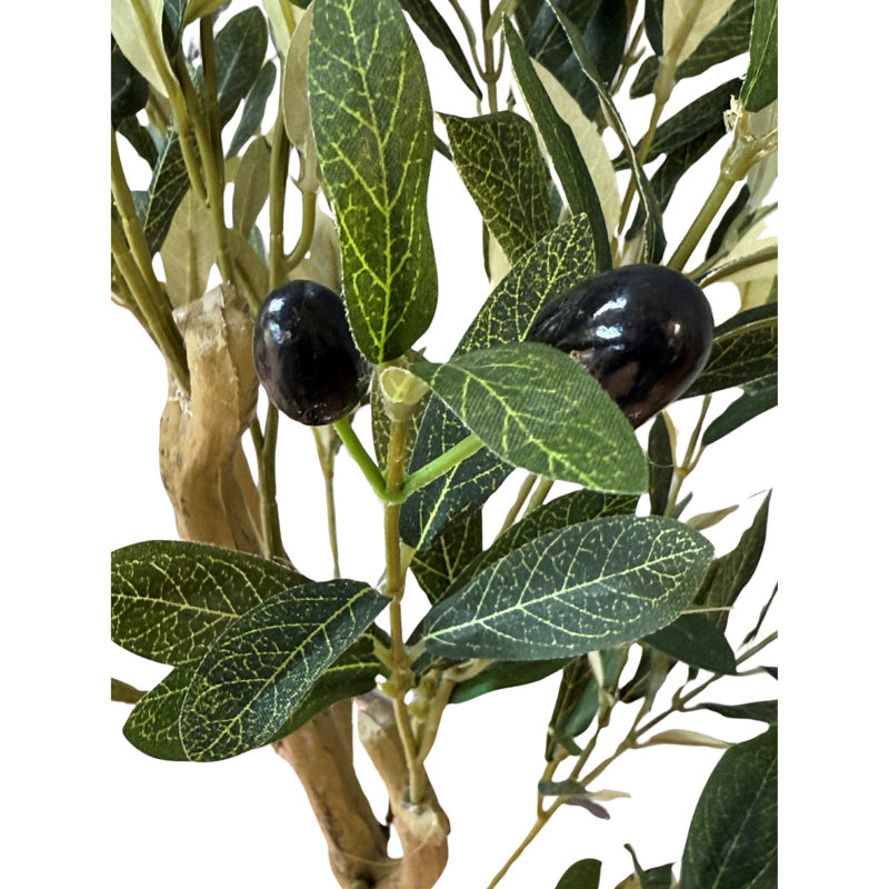 Andaiye 100cm Plant in Pot