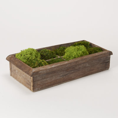 6'' Plant in Solid Wood Planter