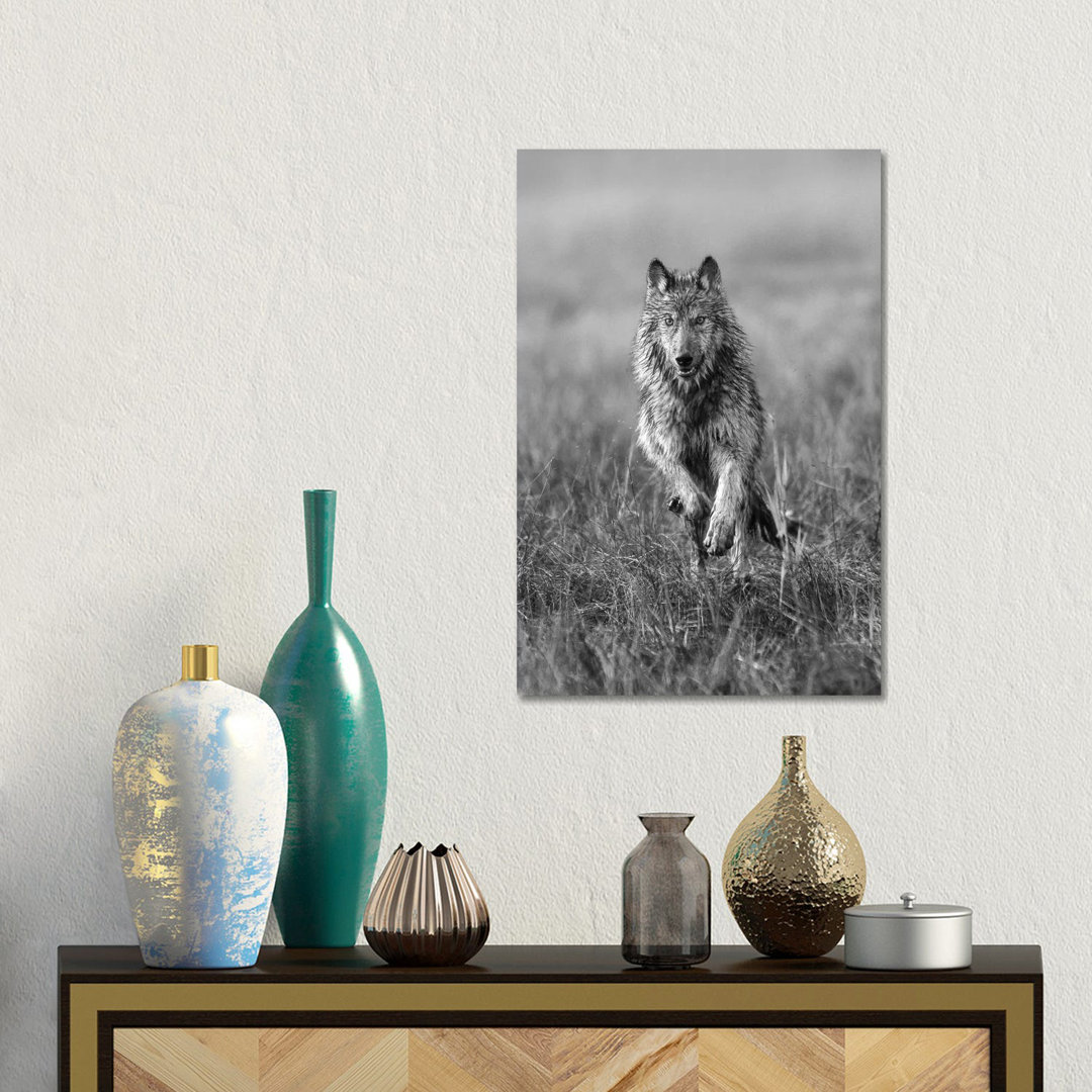 Timber Wolf Running, North America von Tim Fitzharris - No Frame Gallery-Wrapped Canvas Giclée on Canvas