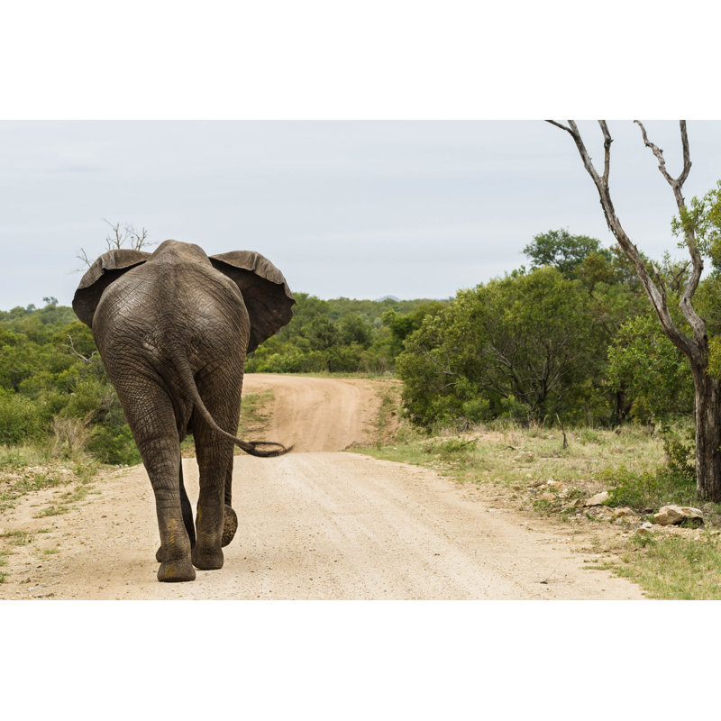 Elephant - Wrapped Canvas Print, 30cm H x 46cm W x 3.8cm D