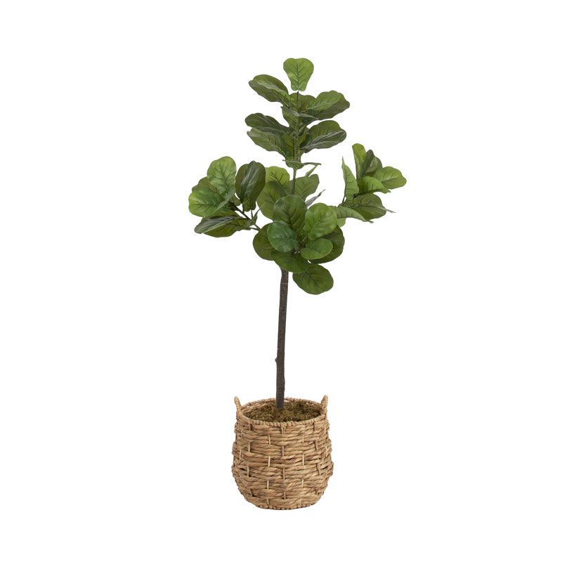  Figuier figuier avec panier Livia, H 47,24 po x l 19,69 po x P 15,75 po
