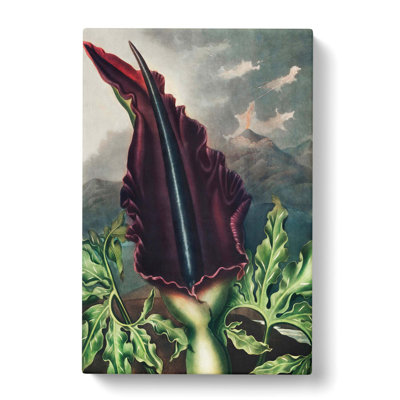 The Dragon Arum by R.J. Thornton - Wrapped Canvas
