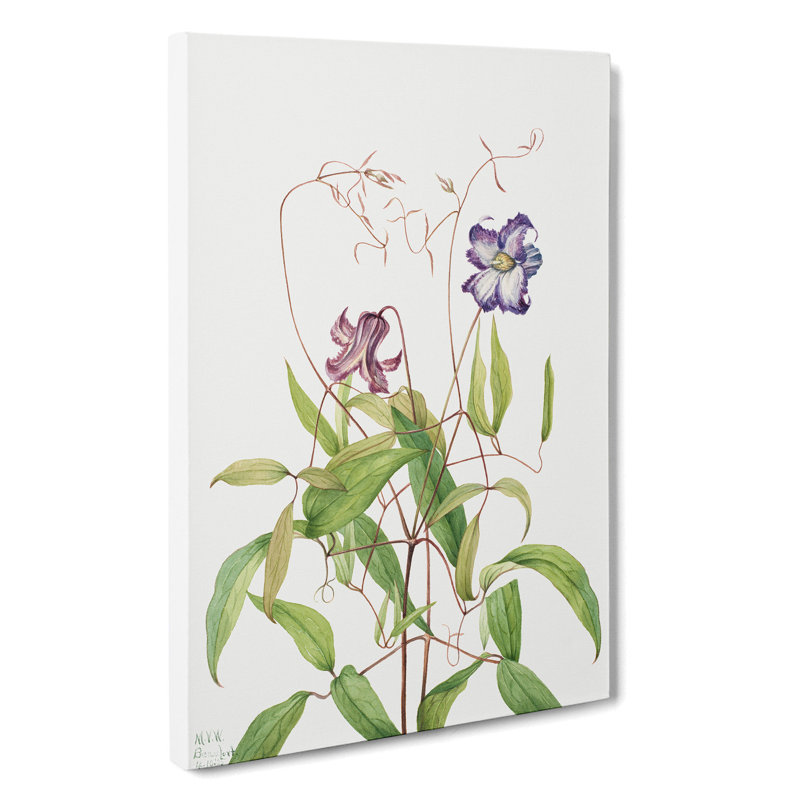Curly Clematis by Mary Vaux Walcott - Wrapped Canvas Painting, 76cm H x 50cm W x 3cm D
