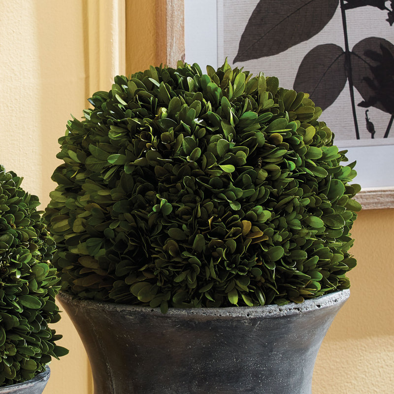 Preserved Greens Topiary, Hedge Plant in, 16" H x 16" W x 16" D 